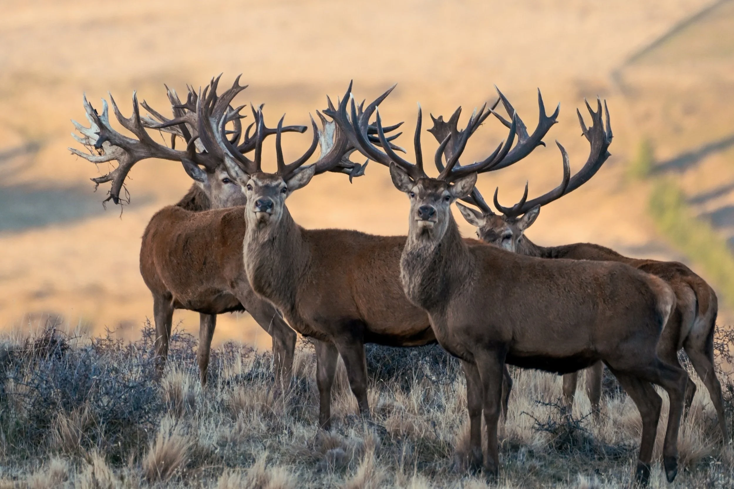 Stags — Exclusive Adventures New Zealand